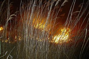 Rovinjež opečen u požaru nedaleko Marčane 