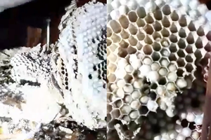 Gadljivi video iz Istre: 'Unutra migolji veliki broj ličinki'
