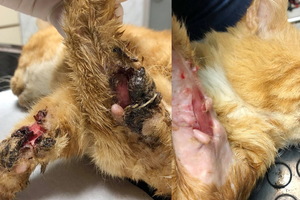 Mačak upucan u glavu: na nogama je imao oderanu kožu
