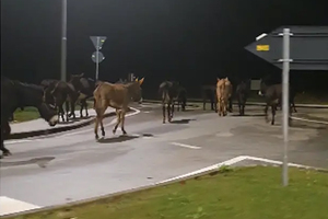 Odbjegli magarci i konj u šetnji po cesti za Novigrad (video)