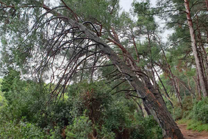 Zbog sigurnosti uklonit će se stablo u Ulici Lungomare 