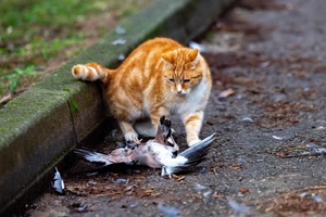 Metež na Verudeli: Kobac napao šojku, mačka ih rastjerala (foto)