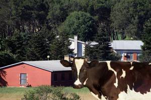 Zatvorska krava zbog teleta glavom udarila veterinarku u Valturi