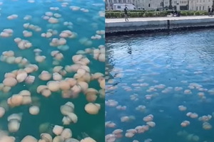 Stotine meduza u moru pokraj tršćanske rive (video)