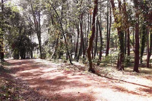 Uređena šuma u naselju Bolnica za ugodniji boravak šetača i rekreativaca