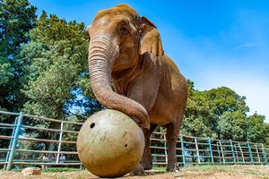 'Premještanje slonice Lanke izazvalo bi štetu za njeno zdravlje'
