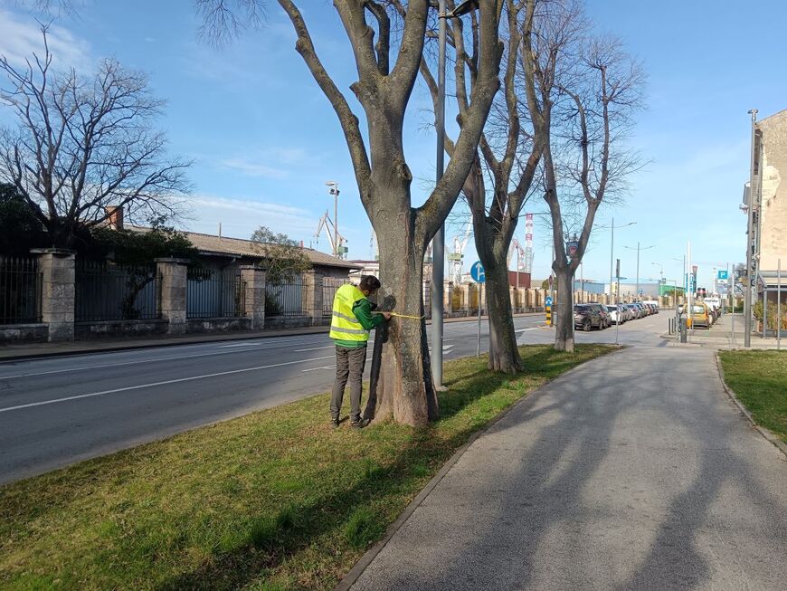 Utvrđuje se zdravlje stabala u Parku grada Graza istarski hr