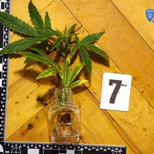 Sm 22236 marihuana5