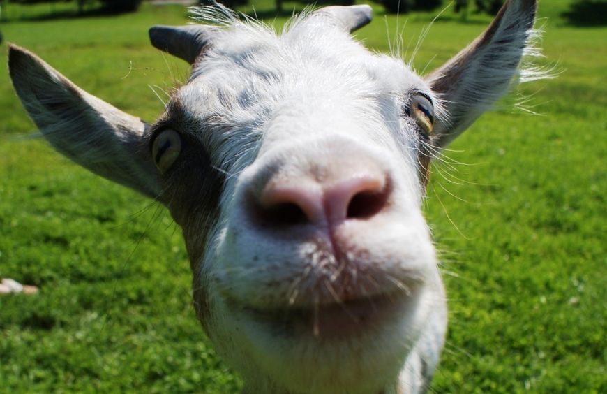 Tradicionalni izbor „Naj koze“ od ove godine održat će se u sklopu Festivala sira