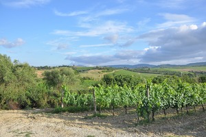 Istra izgubila nekoliko stotina hektara vinograda 