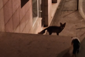 Lisica se susrela s mačkom u centru Pule (video)
