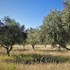 U maslinicima i vinogradima Novigrada senzorima se bore protiv štetnika