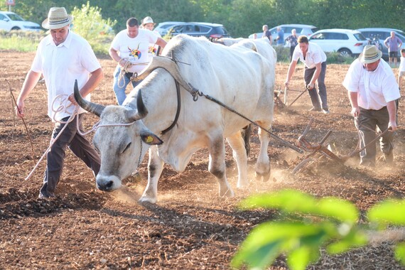 Neprikosnoveni šampion Jakovlje i uz ‘dijetu’ do novoga trona 