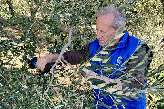 Treba pratiti let maslinine muhe i zaštititi lisnu masu od paunova oka