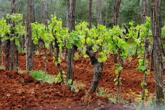 U Istri podbacio urod grožđa. Moglo bi nam pofaliti vina domaćih vinara