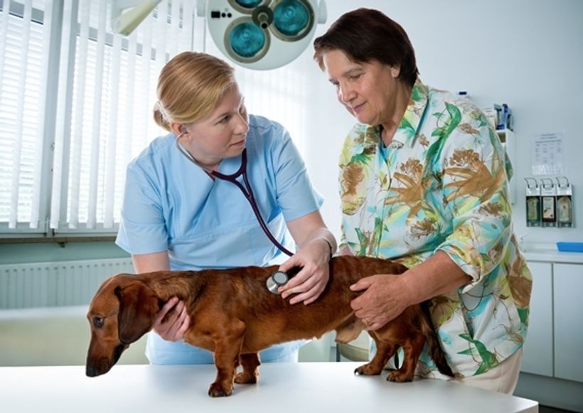 Traže se veterinari, blagajnici, prodavači...