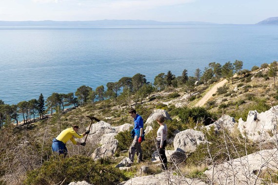 Valamar će ove godine posaditi novih 10.000 stabala