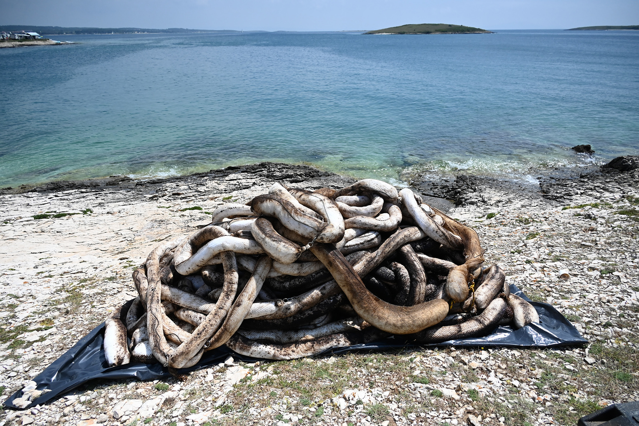 Prizor iz Premanture s početka lipnja (Foto: Istarski.hr)