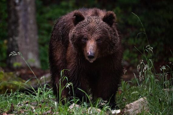 Ili medvjed opet luta Pazinštinom, ili tartufari samo izmišljaju priču da zastraše konkurenciju?