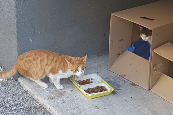 Određene lokacije u Puli na kojima će se moći hraniti mačke