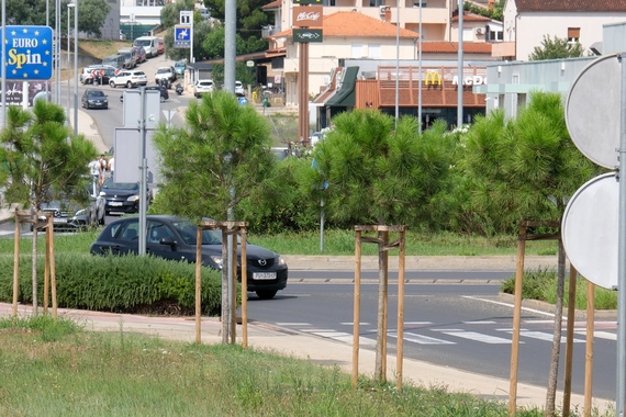 Ako projektić sadnje stabala u Puli mjesecima ne mogu završiti, što bi onda tek bilo s Giardinima?