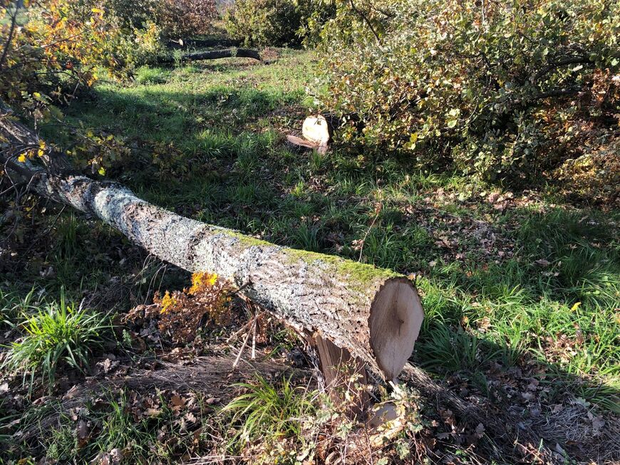 Sve se češće sijeku stabla u tuđim šumama. Provjerite da li vam drva za ogrjev prodaju - lopovi