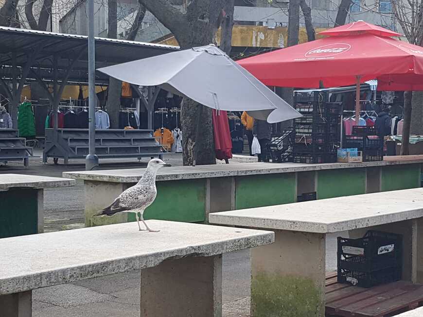 I galebovi ostali praznog kljuna