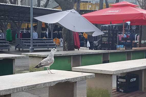 I galebovi ostali praznog kljuna