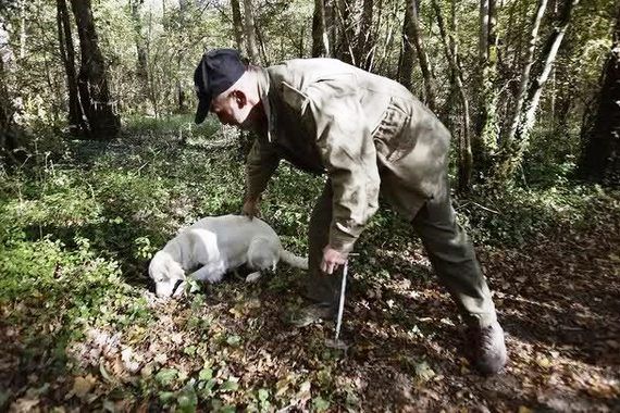 Policija krenula u lov na tartufare: Pazinjana uhvatili bez potrebnih dozvola