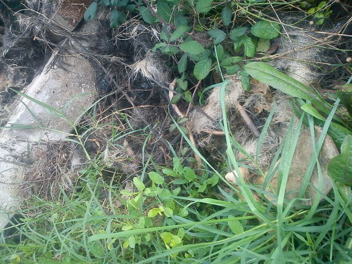 Ostaci zlostavljanog psa pronađeni su kraj Valbandona