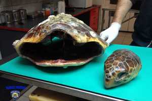 Morskoj kornjači odrezao glavu i zadržao je za suvenir