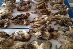 Talijan pokušao prenijeti desetke ubijenih ptica preko granice	