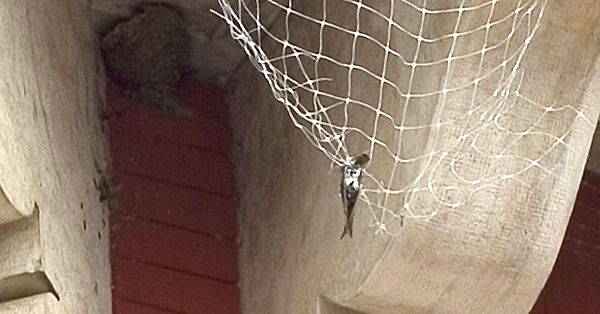 Mreža pogubna za lastavice postavljana je na gradskoj palači u Vodnjanu