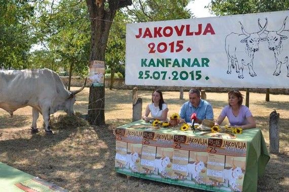 U Kanfanaru fešta Jakovlja s tradicionalnom smotrom istarskih volova