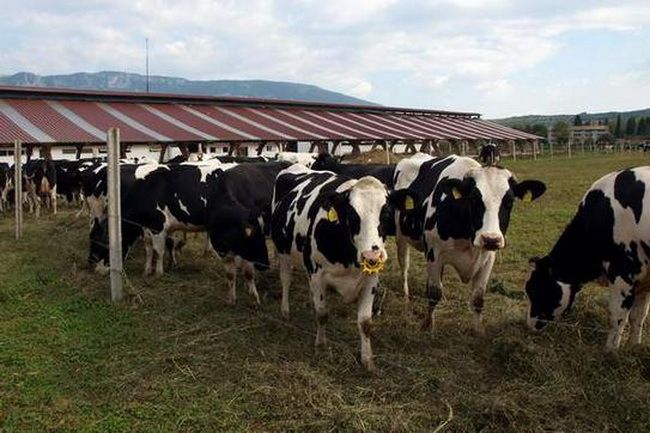 Farma krava u Čepiću proizvodi više od 5000 litara mlijeka dnevno 