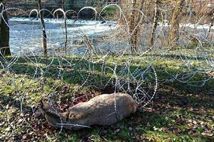 U slovenskoj žici životinje ugibaju u strašnim mukama