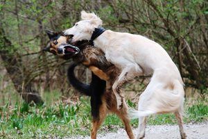 Na Kamenjaku se sukobila dva psa, pekinezer uginuo od zadobivenih ozljeda