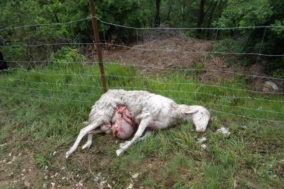 Berači šparuga oprez: Na obroncima Učke pojavio se medvjed?!