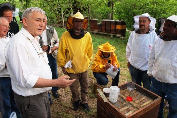 Završava pazinska pčelarska škola: Koliko je opasan ubod pčele?