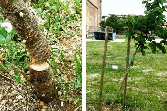 Posječena mlada stabla lipe kraj Rojca: Tko bi učinio takvo što?