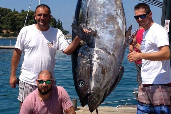 Kraj Rovinja ulovljena najveća tuna u hrvatskoj povijesti