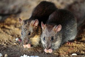  Otrov za miševe može se odložiti u reciklažno dvorište, ali ljudi to ne čine