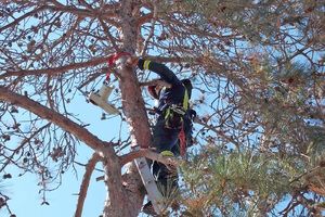 Rovinjski vatrogasci s vrha stabla spasili vranu zapetljanu u najlon za udice