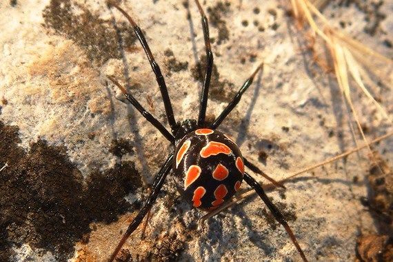 Crne udovice na Ininoj benzinskoj kraj Pule