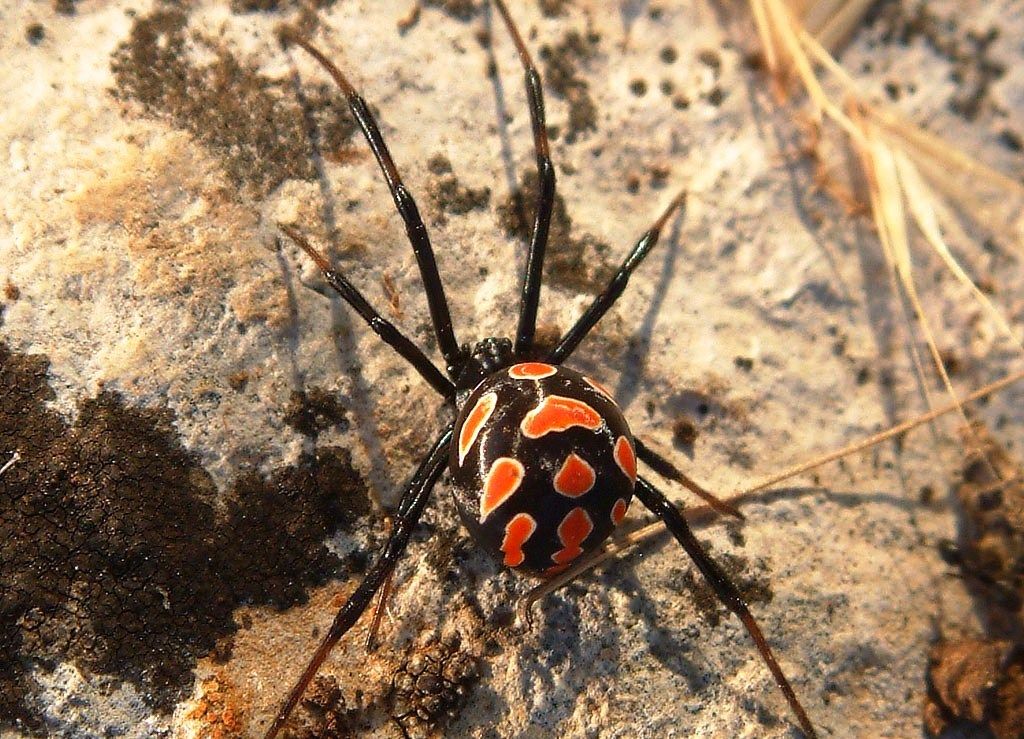 Latrodectus tredecimguttatus - poznatiji kao crna udovica