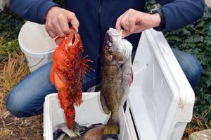 Sastanak o malom ribolovu: Istri samo 24 povlastice