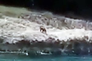 Mladi medvjed izronio iz mora kod Labina, traži životni prostor (video)