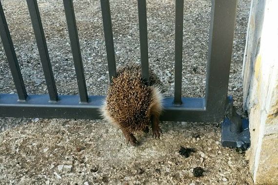 Rovinjski vatrogasci spasili ježa zaglavljenog u ogradi