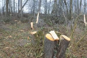 Ukradena drva za ogrjev u Šegotićima