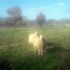 Ovo su Pami i Kika, ovčice iz Rovinja koje misle da su veprovi!